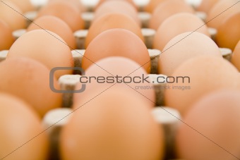 plenty of eggs