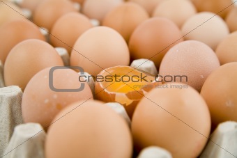 plenty of eggs