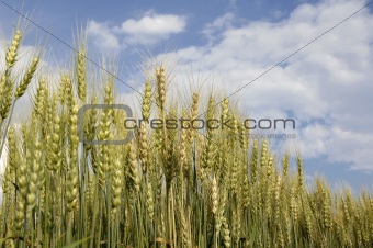 wheat for harvest