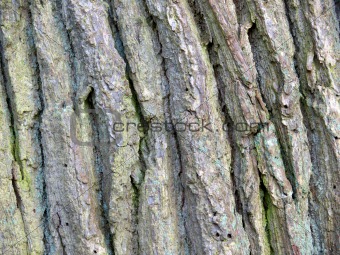 Oak Texture