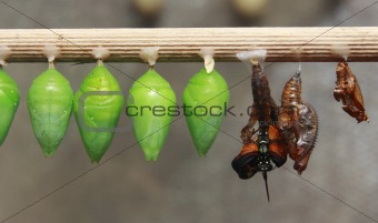 Green cocoons