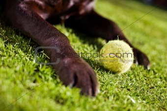 Labrador & Ball