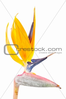 Bird of paradise flower, Strelitzia, on white