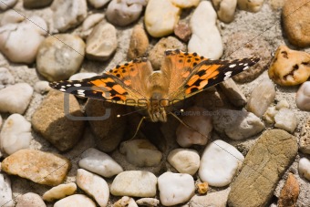 Painted Lady in the sun