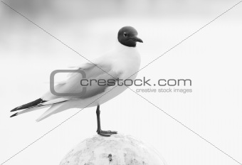 Black-headed Gull-black and white