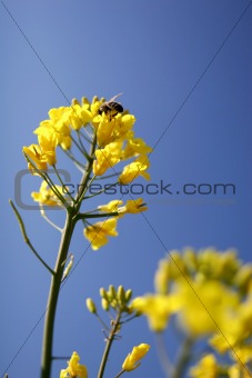 Bee on a rape flower, against blue sky