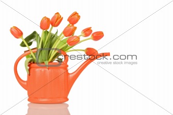 Beautiful tulips in orange watering can