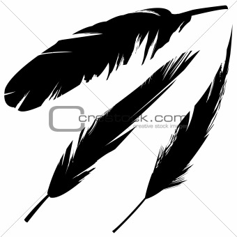 Grunge bird feathers