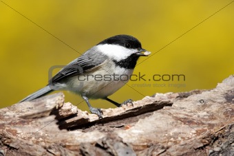 Bird On A Stump In Spring