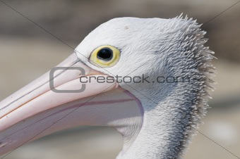 Closeup of a pelican head in Mallacoota