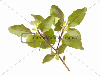 Holy Basil / Tulasi sprig isolated with clipping path