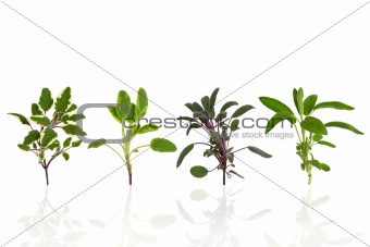 Sage Herb Leaf Varieties