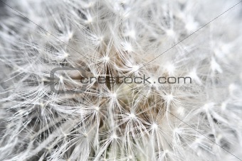abstract dandilion background