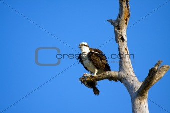 An Osprey perched in a tree and eating a Flounder