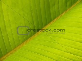 Banana Leaf Diagonal Pattern Close-up