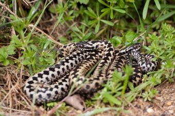 Adders in the grass