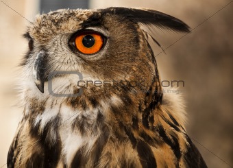 Eagle or Horned Owl