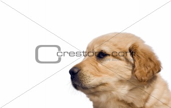 Cute yellow lab mix puppy, isolated over white with copy space.