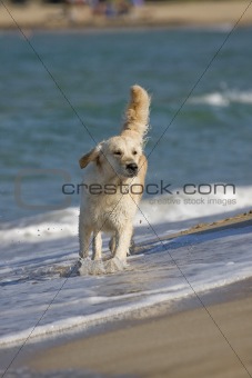 Dog walking in the water on the beach