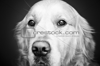 Portrait of a dog