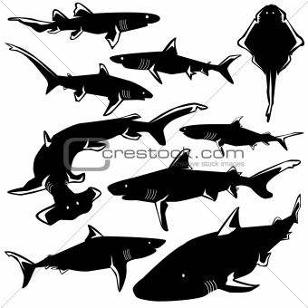 Sharks in vector silhouette