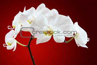 Orchid against red