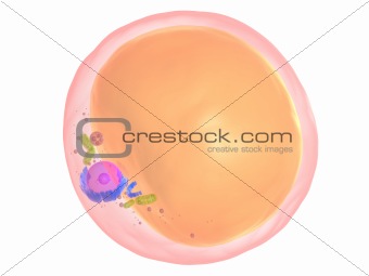 fat cell