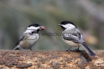 Pair of Birds on a Log