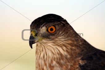 Sharp-shinned Hawk (Accipiter striatus)