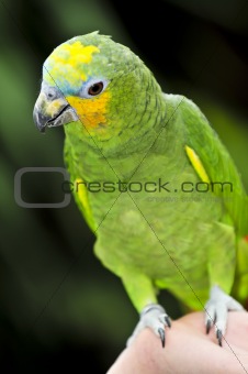 Yellow-shouldered Amazon parrot