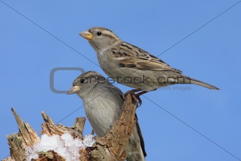 House Sparrows in Winter