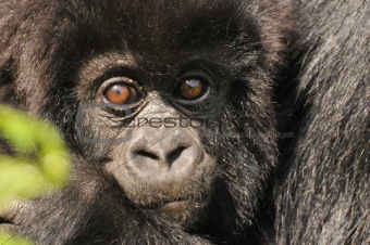 Young Mountain Gorilla