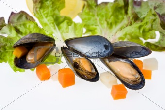 cooked open blue mussels on white background