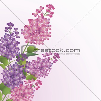 Bouquet of lilac blossoms