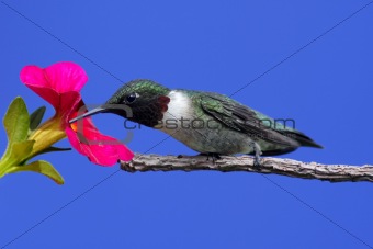 Male Ruby-throated Hummingbird (archilochus colubris)