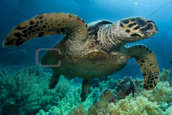 Ridley Turtle