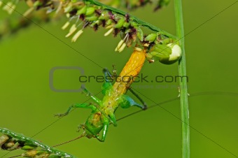 crab spider eating a grasshopper