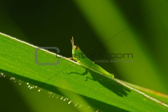 green grasshopper in the parks