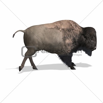 Wild West Bison