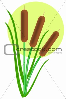 Three cattails with leaves