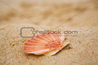 Orange cockleshell on sand
