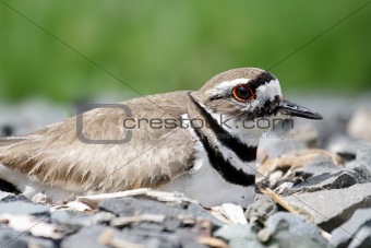Killdeer (Charadrius vociferus) On A Nest