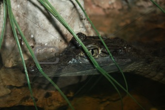 Small crocodile in water