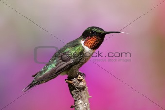 Ruby-throated Hummingbird On A Perch