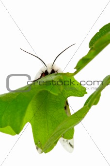 Vestal Tiger Moth, Spilosoma vestalis