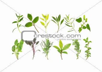 Medicinal and Culinary Herb Leaves