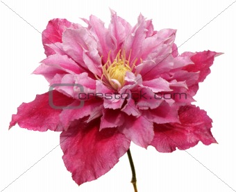 clematis flower isolated on white