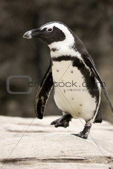 Close-up of African Penguin Walking