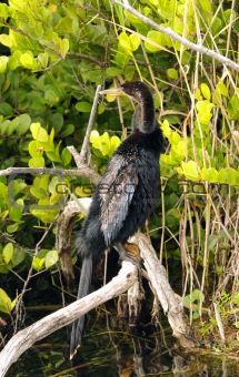 Anhinga in the Everglades