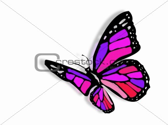 Colorful butterfly